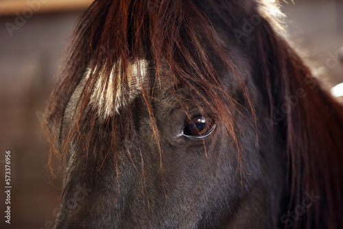 Adorable black horse on blurred background  closeup. Lovely domesticated pet