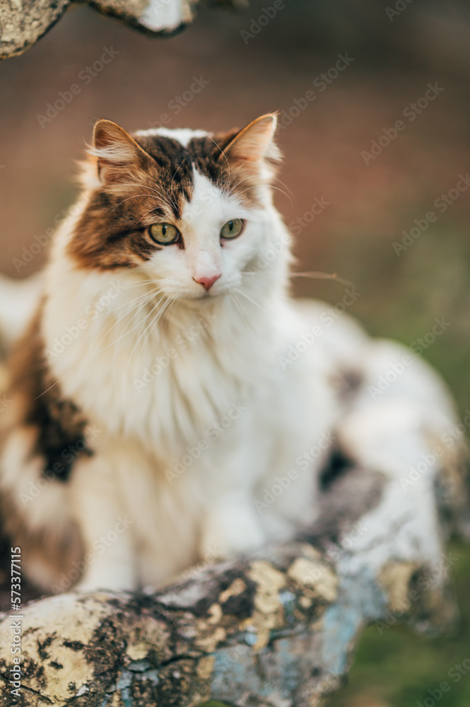Cat sitting outside on a birdbath Cat sitting outside on a birdbath
