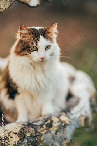 Fototapeta Naklejka Na Ścianę i Meble -  Cat sitting outside on a birdbath