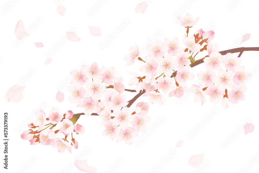 桜の花と舞い散る花びらのイラスト