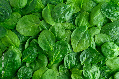 Fresh organic raw spinach leaves as a nutritious healthy green background 