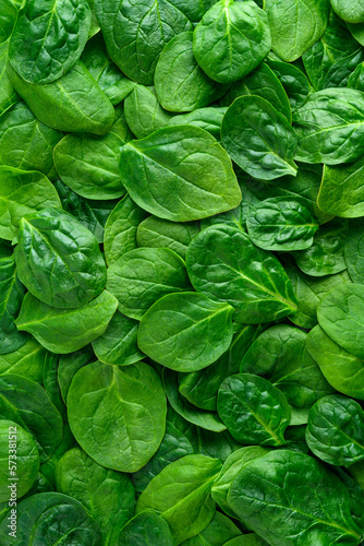 Fresh organic raw spinach leaves as a nutritious healthy green background 
