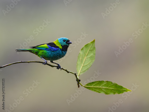 Green-headed Tanager on tree branch, portrait in Atlantic Rainforest © FotoRequest