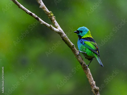 Green-headed Tanager on tree branch against green background © FotoRequest