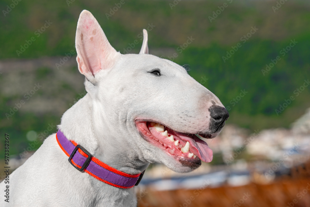 White bull terrier dog looks into distance on bright blurred green nature background. Portrait of fighting dog elongated muzzle opened mouth pleasure stuck out tongue enjoys walk. Dentistry for pets