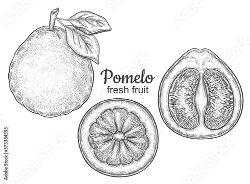Pomelo grapefruit citrus juicy fruit, green exotic lemon botanical outline sketch set. Half sliced sweet tropical pummelo citron. Healthy natural vitamin food. Vintage engraving. Ink hand drawn vector