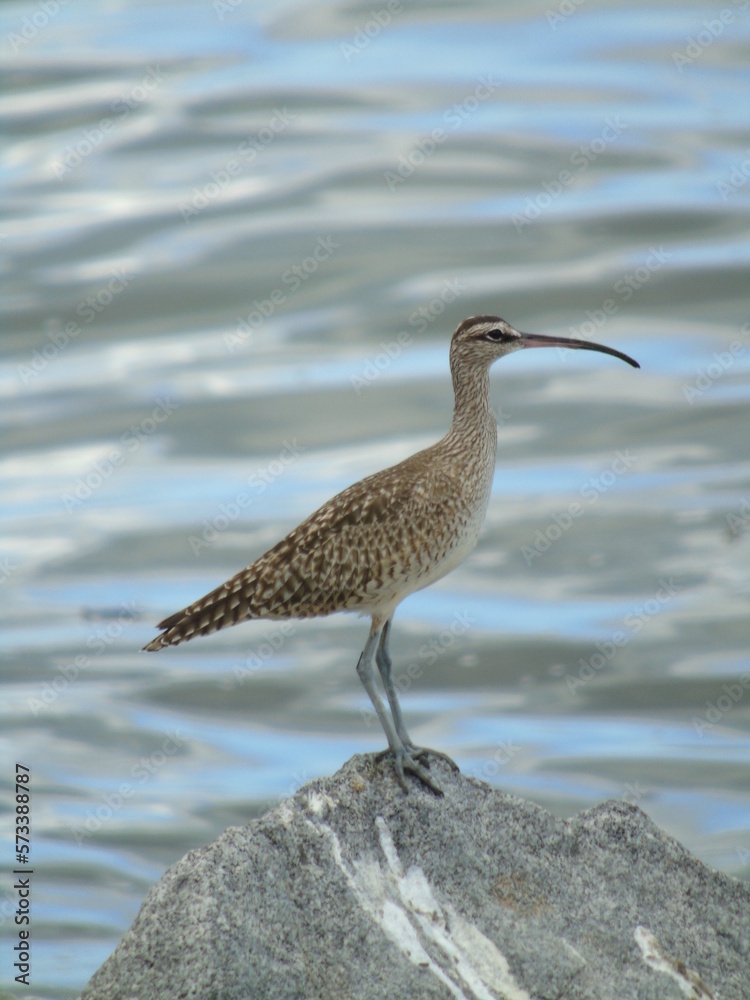 seagull on the beach