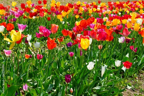 Field of colorful tulip flowers in bloom in the spring in Austria