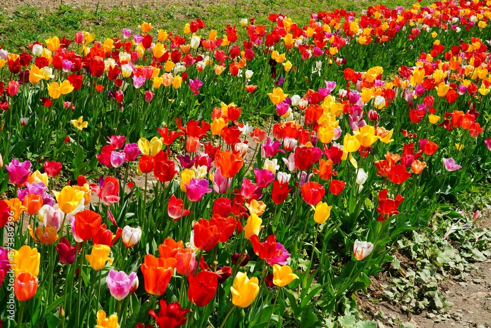 Fototapeta premium Field of colorful tulip flowers in bloom in the spring in Austria