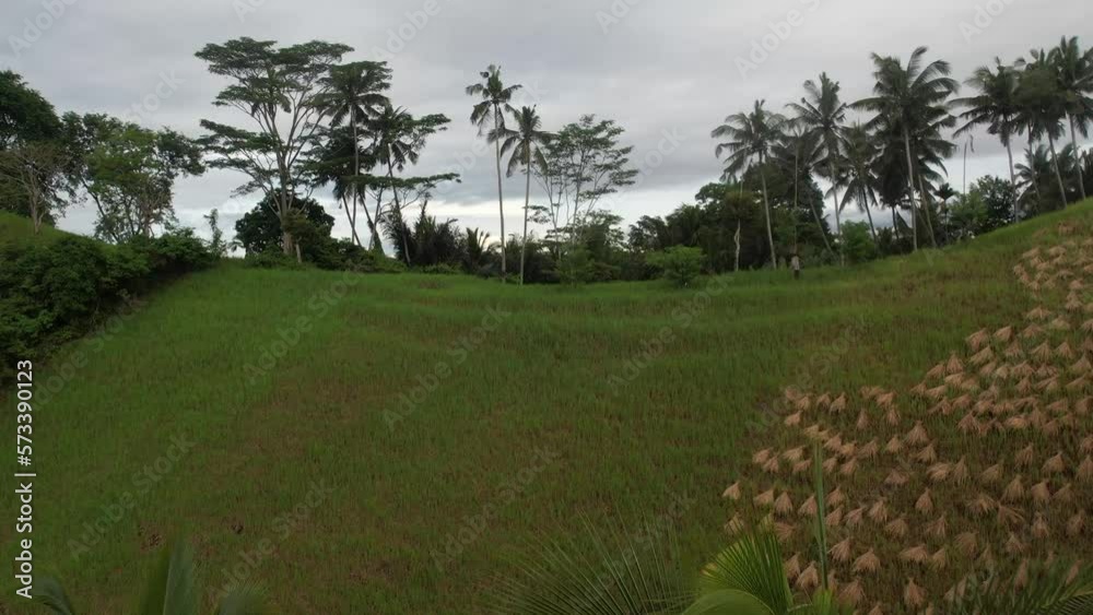 Flyover Coconut trees on Rice field terrace, Natural Balinese Landscape, Indonesia Flyover Coconut trees on Rice field terrace, Natural Balinese Landscape, Indonesia