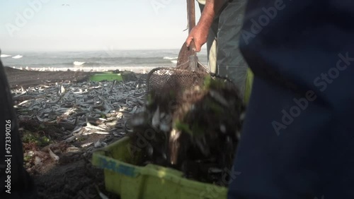 Slow motion of fresh fish collected from nets, traditional fishery, Art Xavega in Mira beach, Close-up shot photo