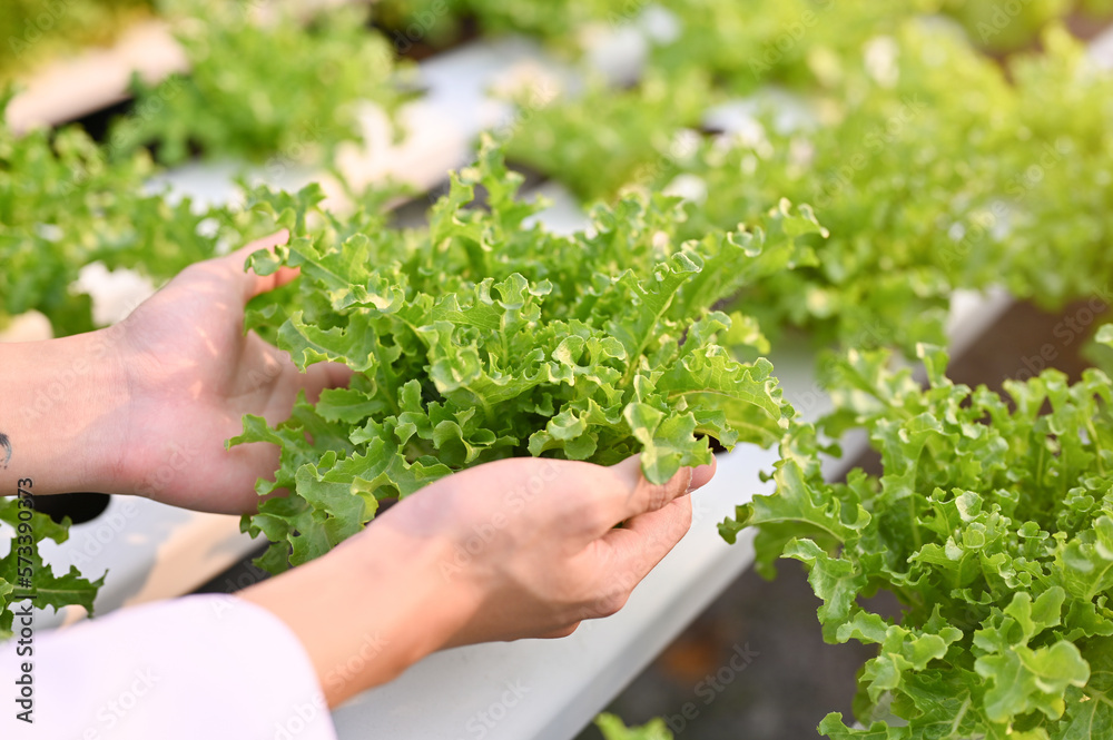 Close-up image of a male farm scientist's hands picking up a hydroponic salad vegetable.