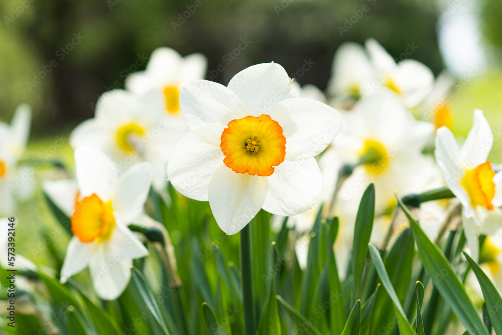 Spring flowers. Close up of narcissus flowers blooming in a garden. Daffodils Spring flowers. Close up of narcissus flowers blooming in a garden. Daffodils