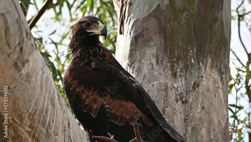 wedgetail eagle in a nest in a gum tree in australia. photo