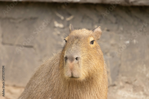 Close up of single capybara looking around during the daytime