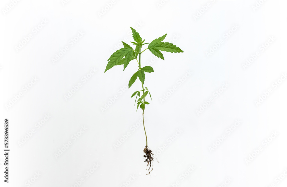 Fototapeta premium Young cannabis plant with root on white.