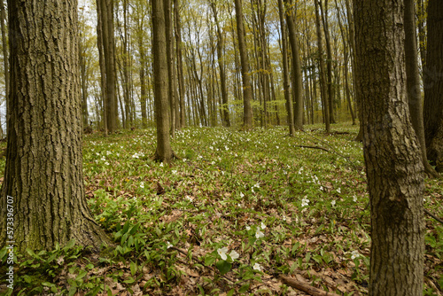 Fototapeta Naklejka Na Ścianę i Meble -  Trilliums in spring