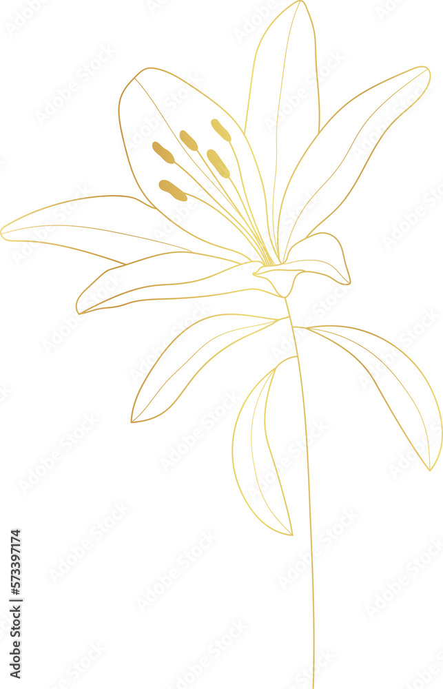 Lily flower gold line art
