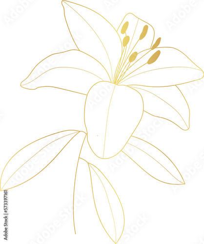 Lily flower gold line art