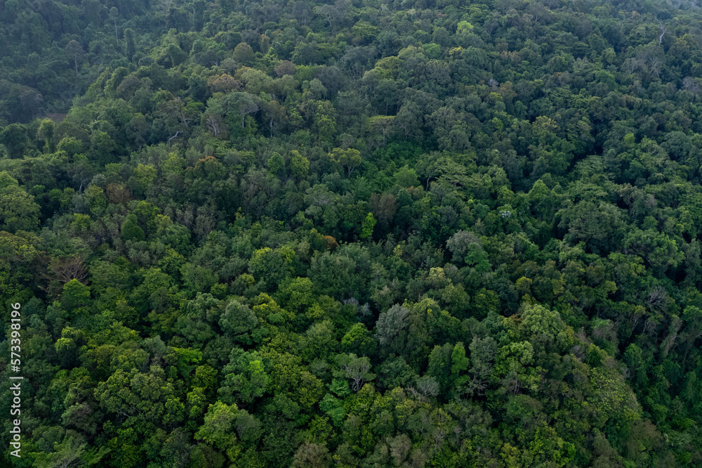 aerial view of dark green forest Abundant natural ecosystems of rainforest. Concept of nature  forest preservation and reforestation.