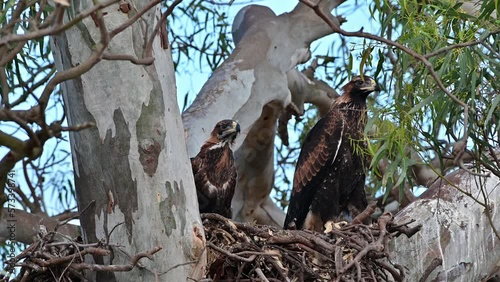 wedgetail eagle in a nest in a gum tree in australia. photo