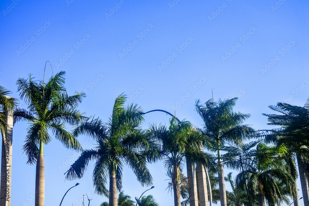 towering coconut trees against a bright blue sky background	