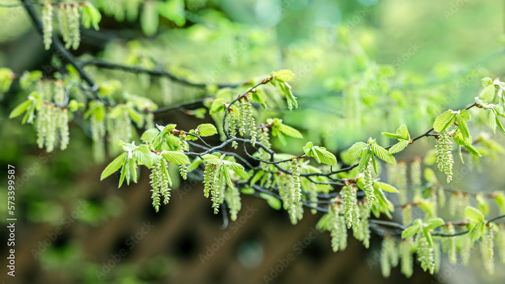 beech tree branch with young green leaves in spring sunny day beech tree branch with young green leaves in spring sunny day