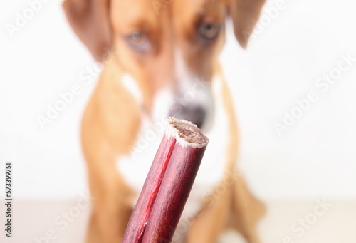 Dog chew stick with defocused dog. Close up of beef bull stick in front of puppy dog. Beef pizzle stick for strong chewer. Behavioral enrichment for dog dental and mental health. Selective focus. photo