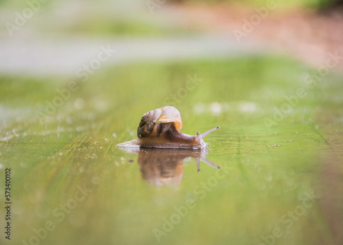 Slimy Snail 
