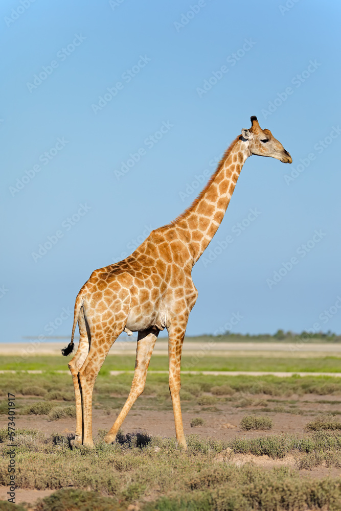 A giraffe (Giraffa camelopardalis) on the plains of Etosha National Park, Namibia. A giraffe (Giraffa camelopardalis) on the plains of Etosha National Park, Namibia.