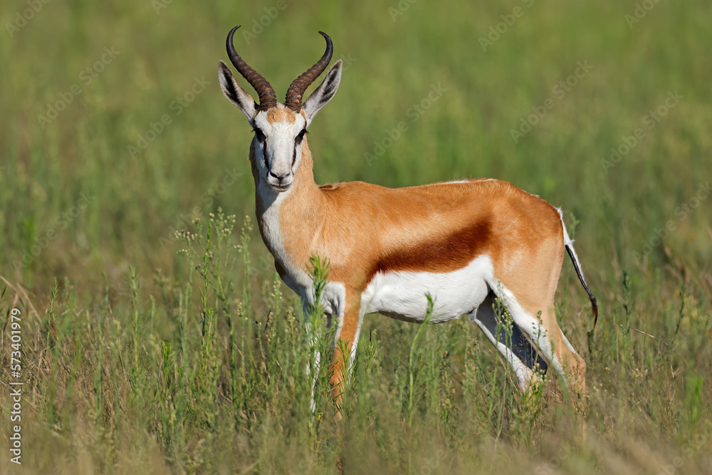 A springbok antelope (Antidorcas marsupialis) in natural habitat, Mokala National Park, South Africa. A springbok antelope (Antidorcas marsupialis) in natural habitat, Mokala National Park, South Africa.