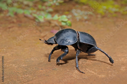 A rare flightless dung beetle (Circellium bacchus), Addo Elephant National Park, South Africa Fototapeta