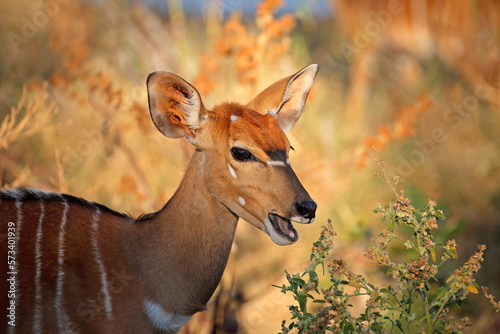 Portrait of a Nyala antelope (Tragelaphus angasii), Kruger National Park, South Africa.