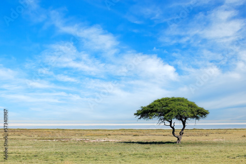 Tree against a blue sky with clouds on the open plains of Etosha National Park, Namibia.