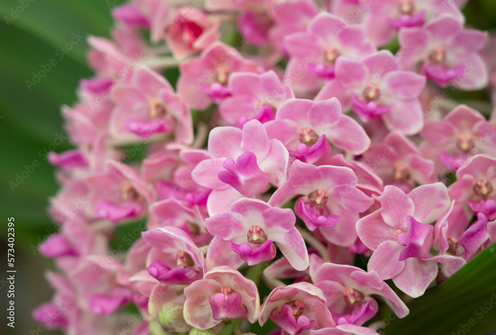 Close-up of Rhynchostylis gigantea pink orchid bouquet, petals are soft pink and fragrant. The flower orchid blooming with natural light in the garden.