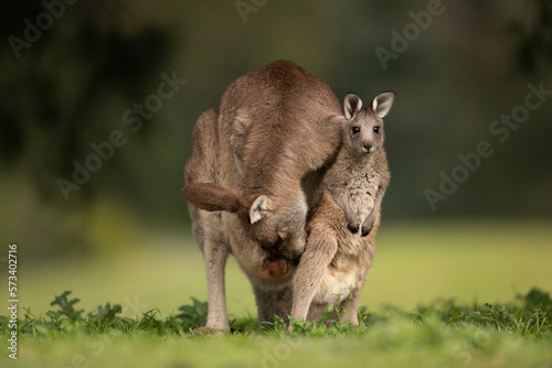 Preparing to Explore - During the early morning, a young joey hops out of her mother’s pouch to stretch her legs. 
