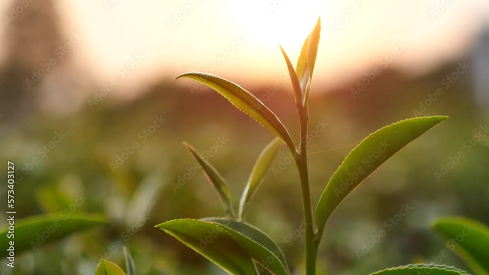 Green tea tree leaves field Fresh young tender bud herbal in farm on summer morning. Sunlight Green tea tree plant camellia sinensis in organic farm. Close up Tree tea plant green nature in morning