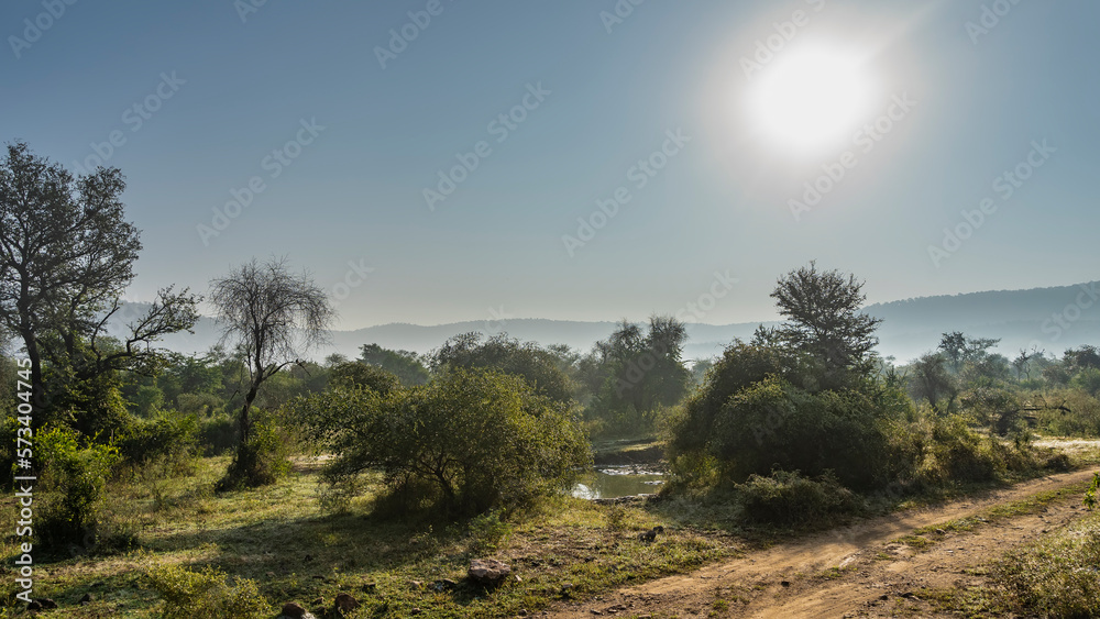 Obraz premium A dirt safari road runs through the jungle. A pond is visible between the trees. Green grass on the roadsides. The sun is shining in the blue sky. A mountain range in the distance. India. Sariska 