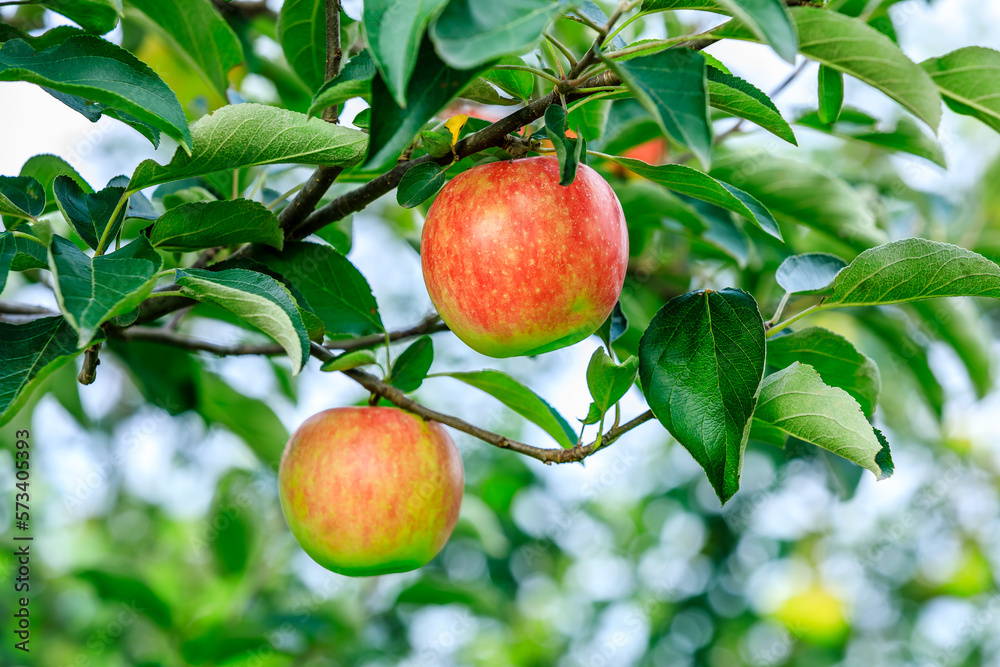 Fresh apples grow on the tree in the orchard Fresh apples grow on the tree in the orchard