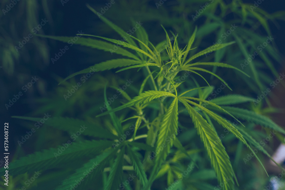 Fototapeta premium Green Marijuana tree cannabis plant narcotic herbal in greenhouse. Hemp leaf made cannabis crude oil at medicine farm. CBC, THC herb agriculture by Weed leaf Drug and medicine healthcare concept