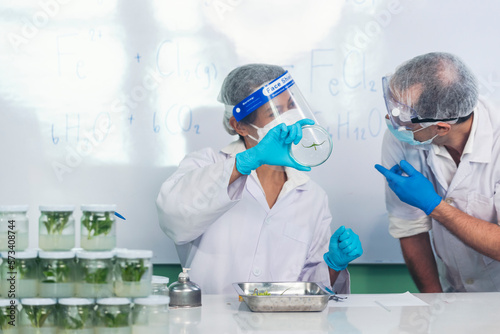 Scientist teams consult together with biochemistry plants tissue culture biotechnology science. Biotech Laboratory teamwork man and woman discuss look at Glass Petri Dish, plants tissue culture jar