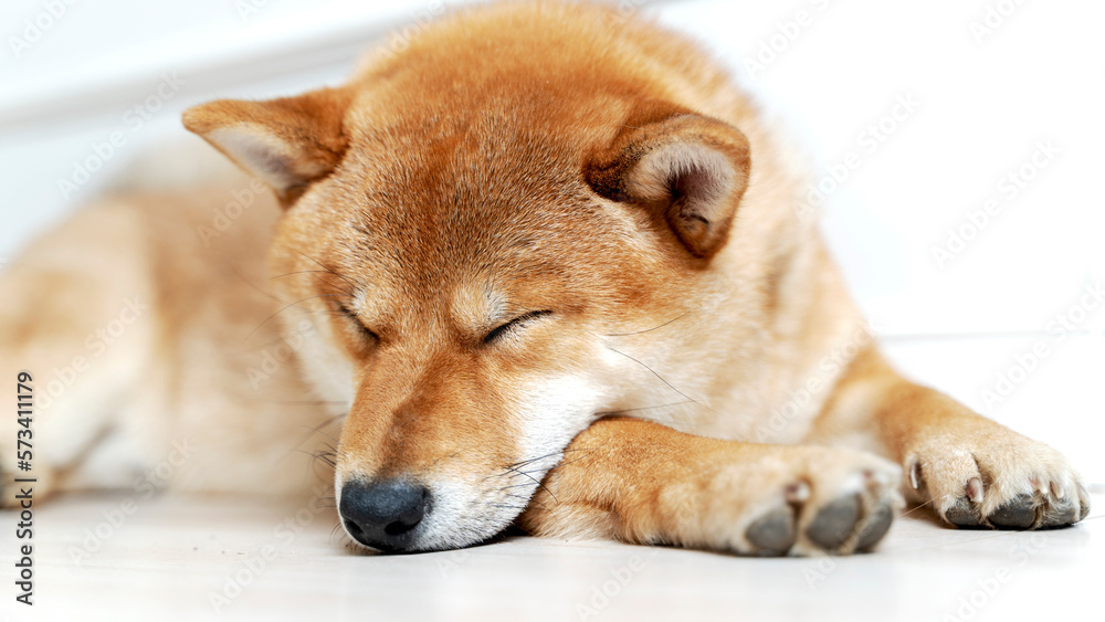 Cute female pedigree shiba inu dog with red fur sleeping in human bed with pink sheets, closeup with natural light from window. Dreamy peaceful. Cute female pedigree shiba inu dog with red fur sleeping in human bed with pink sheets, closeup with natural light from window. Dreamy peaceful.