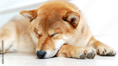 Cute female pedigree shiba inu dog with red fur sleeping in human bed with pink sheets, closeup with natural light from window. Dreamy peaceful. © I
