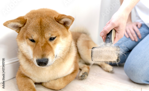 Photographie Cropped image of woman combing hair of Shiba Inu dog with comb brush