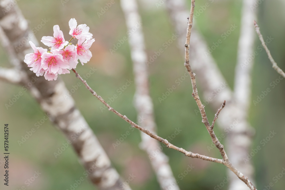Closeup view of sakura flower in springtime season Closeup view of sakura flower in springtime season