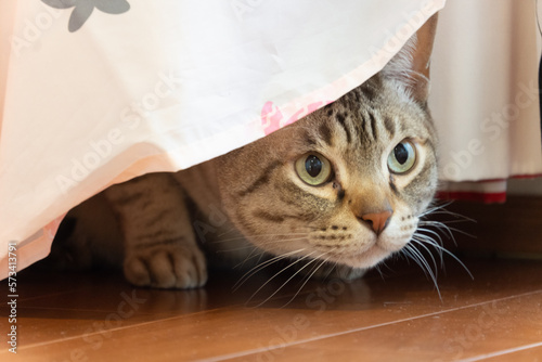 Slika na platnu Chocolate Spotted Australian Mist cat hiding under curtain