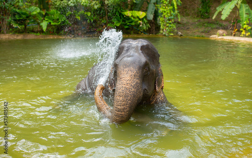 Bathing elephants in the jungle. Baby elephant splashes in the lake close-up. © Vera