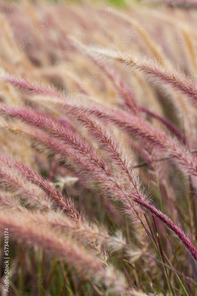 Grass flower blowing in the wind Grass flower blowing in the wind