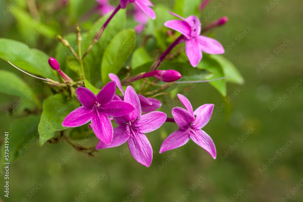 Philippine-violet, Tropical kanakaambaram, Barleria cristata