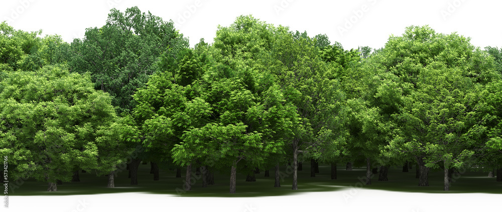 forest line with shadows under the trees, isolated on white background, 3D illustration, cg render forest line with shadows under the trees, isolated on white background, 3D illustration, cg render